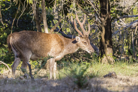 Adult buck Timor rusa deer (Cervus timorensis) in velvet on Rinca Island, Indonesia