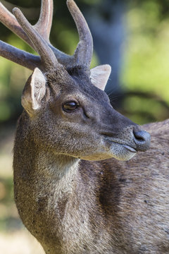 Adult buck Timor rusa deer (Cervus timorensis) in velvet on Rinca Island, Indonesia