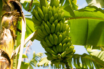 régime de bananes