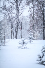 зимний лес
