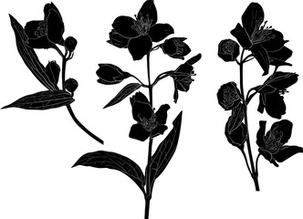 three jasmin spring black branch sketches