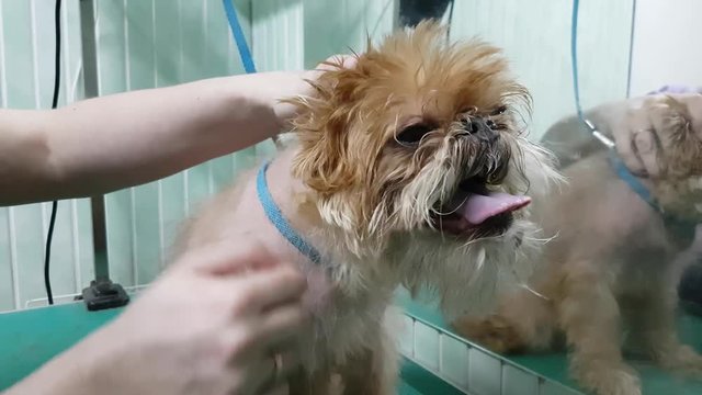 Woman groomer makes trimming Brussels Griffon gog