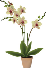isolated yellow spotted blossoming orchid in pot