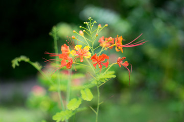 pretty flowers - wild flower - tropical flowers