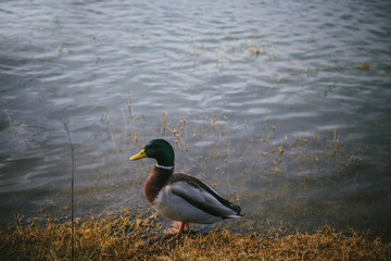 Duck on the lake