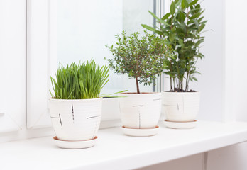 cultivation of plants on the windowsill