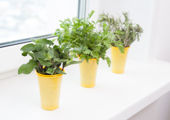 cultivation of plants on the windowsill