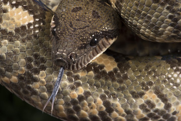 Madagascan Tree Boa (Sanzinia Madagascariensis), captive, Madagascar