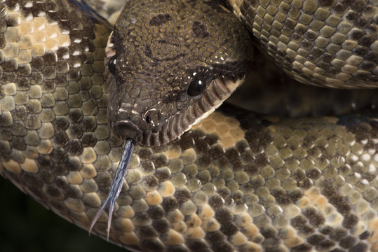 Madagascan Tree Boa (Sanzinia Madagascariensis), captive, Madagascar