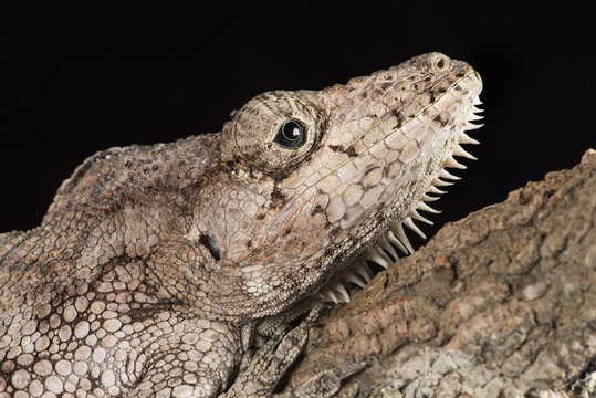 Cuban False Chameleon (Chamaeleolis), captive, Cuba