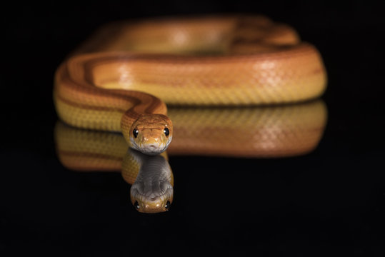 Corn Snake (Pantherophis Guttatus), captive