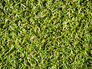 Texture of plastic grass on artificial turf