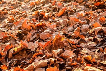 Ahornblätter im Gegenlicht
