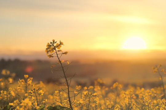 Sunrise Golden Canola