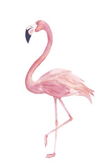 Watercolor exotic flamingo. Summer decoration print for wrapping, cards, t-shirts, clipart