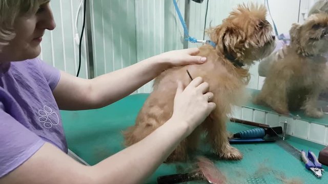Woman groomer makes trimming Brussels Griffon gog