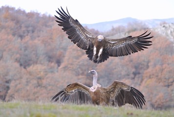 Griffon vulture landing on the meadow.