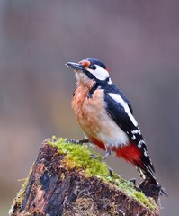 Great spotted woodpecker perched on a log.