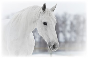 white horse portrait in winter - obrazy, fototapety, plakaty