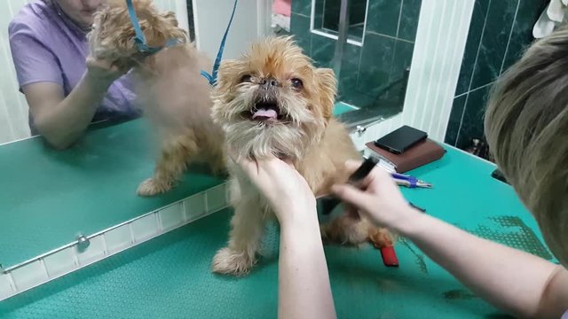 Woman groomer makes trimming Brussels Griffon gog
