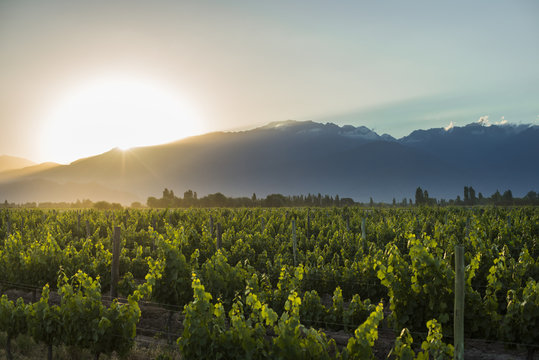 Malbec vineyards at the foot of the Andes in the Uco Valley near Mendoza, Argentina