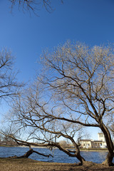 Spring naked branches of trees over the lake. Russia. Suburb of St. Petersburg