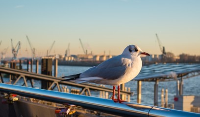 Hafenmöwe © pusteflower9024