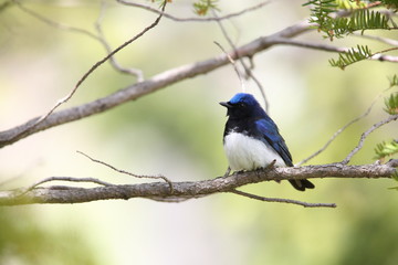 オオルリ,スズメ目,ヒタキ科,オオルリ属