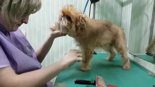 Woman groomer makes trimming Brussels Griffon gog