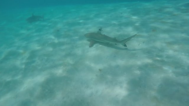requins dans l'oc&eacute;an pacifique