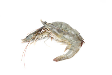 fresh shrimp/prawn on white background
