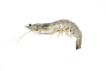 fresh shrimp/prawn on white background
