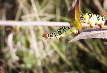 beautiful caterpillar on the plant