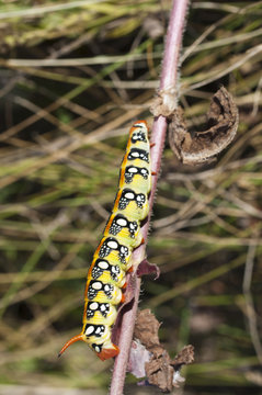 beautiful caterpillar on the plant