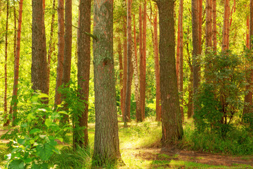  forest on the shore of lake