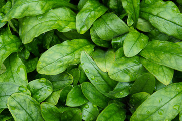 Green leaves of forget-me-not  close-up abstract