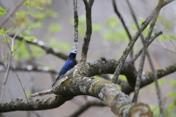 オオルリ,スズメ目,ヒタキ科,オオルリ属