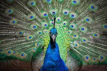 Obraz premium peacock with feathers out