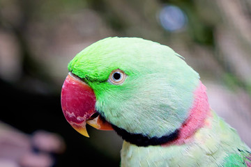 Head of green parrot with red beak