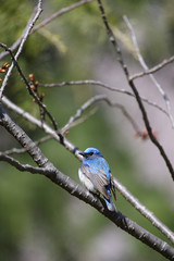 オオルリ,スズメ目,ヒタキ科,オオルリ属