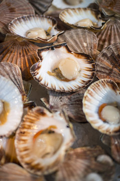 Scallops open in their shells at a fish stall in London's Borough Market, London