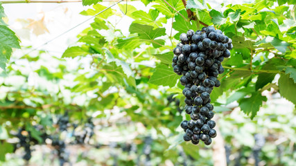 Bunches of ripe grapes in a vineyard.