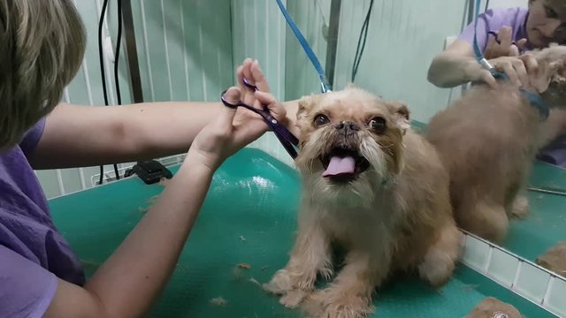 Woman groomer makes trimming Brussels Griffon gog