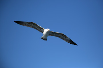 Fototapeta premium Majestic Young Long-Winged Seagull Flying Against Bright Blue Sky