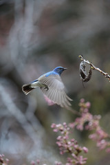 オオルリ,スズメ目,ヒタキ科,オオルリ属