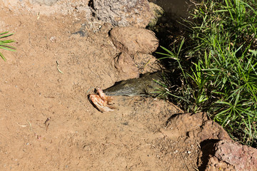 a dangerous Crocodile in Oasis Park on Fuerteventura , Canary Island