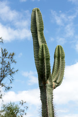Pachycereus cactus on Fuerteventura, Canary Islands, Spain