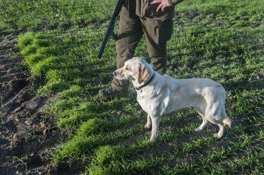 Hunter with hunting dog walks through field