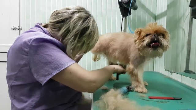 Woman groomer makes trimming Brussels Griffon gog