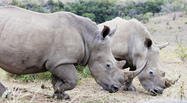 White rhino (Ceratotherium simum), Hluhluwe-Imfolozi Park, Kwazulu-Natal
